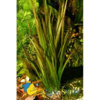 Валлиснерия спиральная Красная  Vallisneria spiralis var. spiralis Red