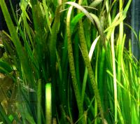 Валлиснерия спиральная Тигровая (10 штук)  Vallisneria spiralis var. spiralis Tiger