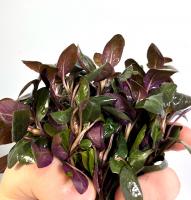 Лобелия пурпурная (пучок)  Lobelia cardinalis