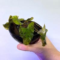 Нимфея тигровая в горшке M