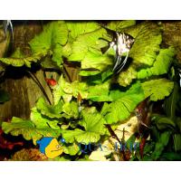 Нимфея Зеленая  Nymphaea sp. Green