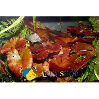 Нимфея Красная  Nymphaea sp. Red