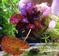 Нимфея тигровая красная в горшке  Nymphaea lotus Red
