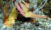 Нимфея карликовая  Nymphaea stellata