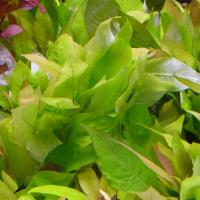 Гигрофила лимонник (5 штук)  Hygrophila corymbosa [Nomaphila stricta, H. lacustris, H. siamensis
