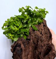 Гигрофила многосемянная Индийская (пучок)  Hygrophila polysperma
