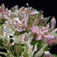 Гигрофила многосемянная Ярко-розовая  Hygrophila polysperma Rosanervig