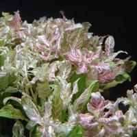 Гигрофила многосемянная Ярко-розовая (5 штук)  Hygrophila polysperma Rosanervig