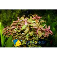 Гигрофила многосемянная Ярко-розовая в горшке  Hygrophila polysperma Rosanervig