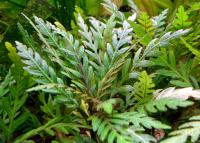 Гигрофила перистая в горшке  Hygrophila pinnatifida