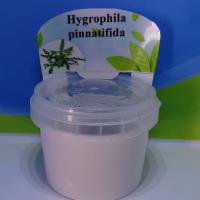 Гигрофила перистая меристемная  Hygrophila pinnatifida