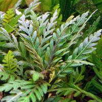 Гигрофила перистая (пучок)  Hygrophila pinnatifida