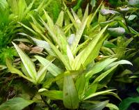 Гигрофила гайанская (пучок)  Hygrophila guianensis