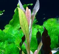 Гигрофила Зелёная оливка в горшке  Hygrophyla sp. Green olive