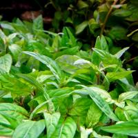 Стаурогине ползучая (5 штук)  Staurogyne repens