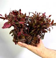 Альтернантера Бецтика красная в горшке  Alternanthera ficoidea Bettzickiana Red