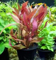 Альтернантера Рейнека Мини в горшке  Alternanthera reineckii Mini