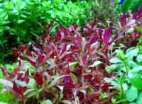 Альтернантера розоволистная (5 штук)  Alternanthera reineckii rosaefolia