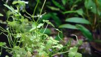 Щитолистник мутовчатый (5 штук)  Hydrocotyle verticillata