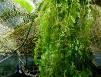 Роголистник темно-зеленый в горшке  Ceratophyllum demersum