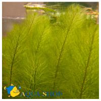 Перистолистник бразильский, Уруть водная  Myriophyllum aquaticum [M. brasilense, M. proserpinacoides]