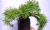 Перистолистник бразильский, Уруть водная (пучок)  Myriophyllum aquaticum [M. brasilense, M. proserpinacoides]