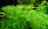 Перистолистник елочный, Уруть повейниковидная  Myriophyllum elatinoides