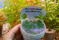 Перистолистник матогросский меристемный  Myriophyllum matogrossense