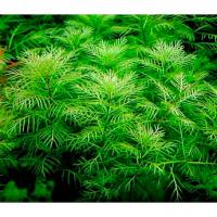 Перистолистник матогросский зеленый  Myriophyllum matogrossense Green