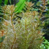 Перистолистник матогросский зеленый в горшке  Myriophyllum matogrossense Green