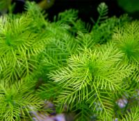 Перистолистник матогросский зеленый (5 штук)  Myriophyllum matogrossense Green