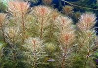 Перистолистник матогросский красный (пучок)  Myriophyllum matogrossense Red