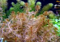 Перистолистник матогросский красный в горшке  Myriophyllum matogrossense Red