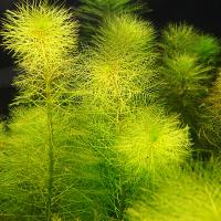 Перистолистник перистый  Myriophyllum pinnatum [M. scabratum, M. hippuroides]