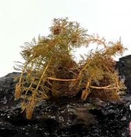 Перистолистник перистый (пучок)  Myriophyllum pinnatum [M. scabratum, M. hippuroides]