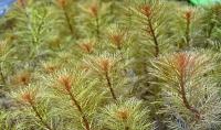 Перистолистник перистый в горшке  Myriophyllum pinnatum [M. scabratum, M. hippuroides]