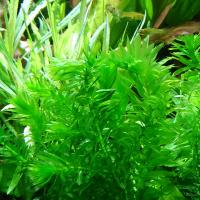 Элодея денса (5 штук)  Egeria densa