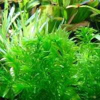 Элодея денса в горшке  Egeria densa