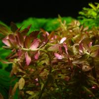 Ротала индийская (пучок)  Rotala indica