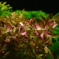 Ротала индийская (10 штук)  Rotala indica