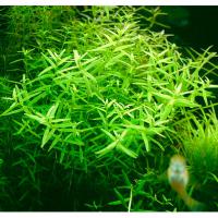 Ротала индийская Зеленая  Rotala indica Green