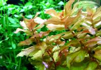 Ротала крупнотычинковая (пучок)  Rotala macrandra