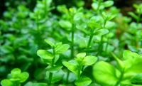Ротала крупнотычинковая в горшке  Rotala macrandra
