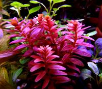 Ротала крупнотычинковая Мини  Rotala macrandra Mini