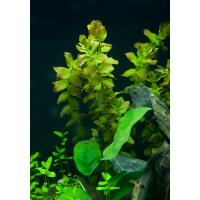 Ротала крупнотычинковая Зеленая  Rotala macrandra Green