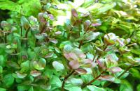 Ротала круглолистная (пучок)  Rotala rotundifolia