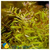 Ротала круглолистная в горшке  Rotala rotundifolia