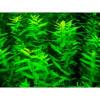 Ротала круглолистная Зеленая (пучок)  Rotala rotundifolia  Green