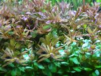 Ротала Эйч`Ра  Rotala rotundifolia