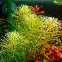 Ротала Валлиха длиннолистная (пучок)  Rotala wallichii var. Long Leaf